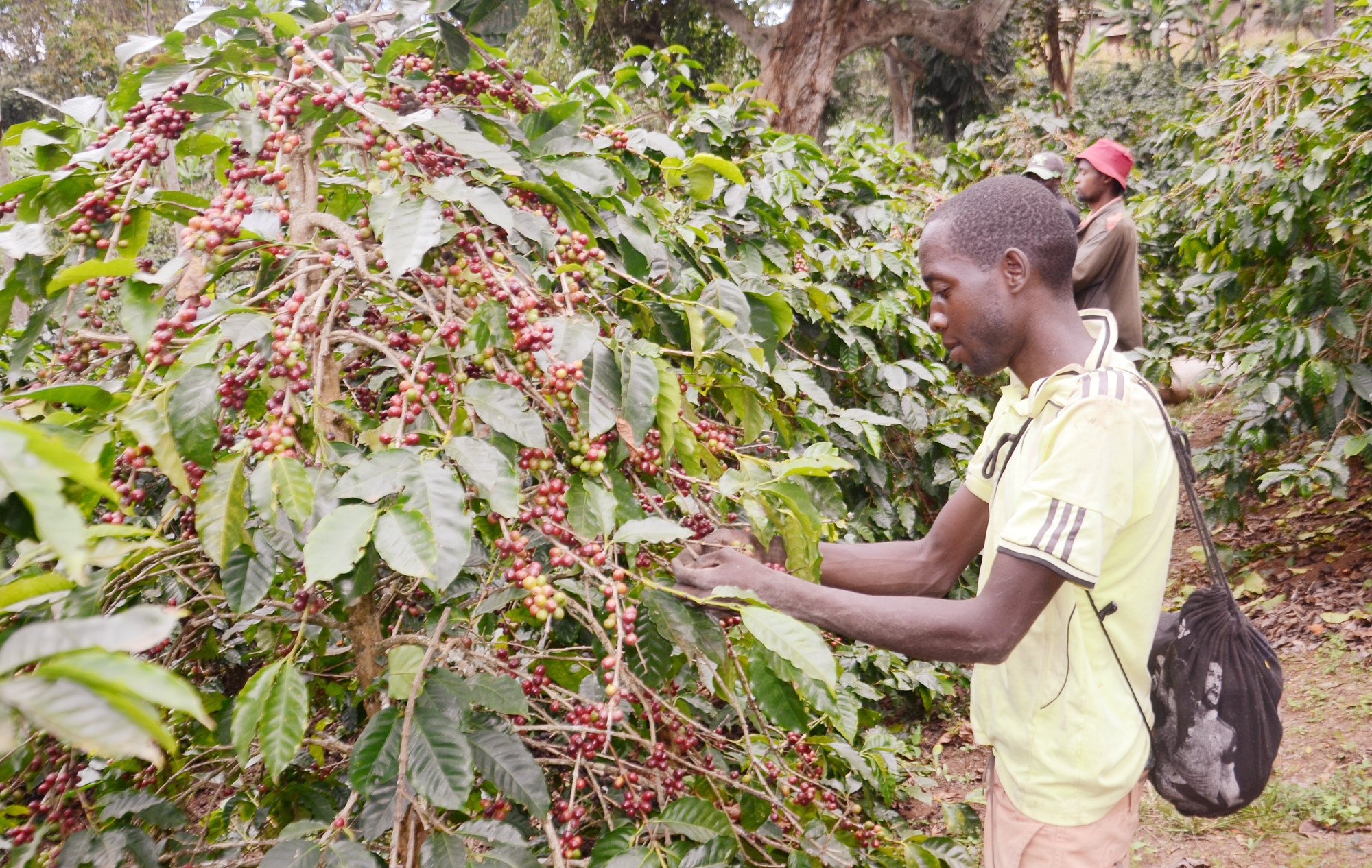 Vibaruwa wakichuma kahawa katika shamba la mwekezaji lililopo Lyamungo Wilaya ya Hai mkoa wa Kilimanjaro. Shamba hilo limeonekana kusaidia wakazi wa Narumu, Kibosho na Machame katika kujipatia ajira ya muda mfupi. Picha na Dionis Nyato