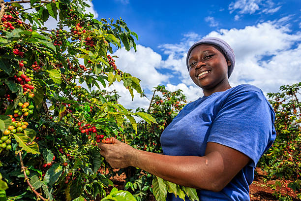 Young African woman collecting coffee berries from a coffee plant, Kenya, Africa.